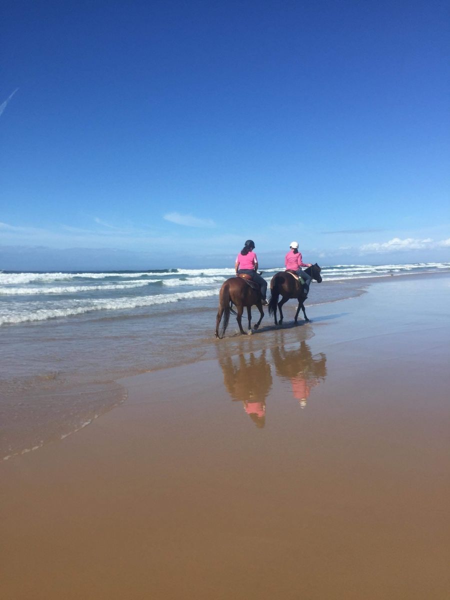 Horses at beach Horses at beach
