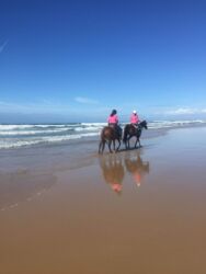 Horses at beach