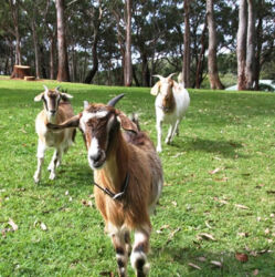 running goats