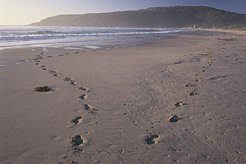 one mile footprints one mile footprints